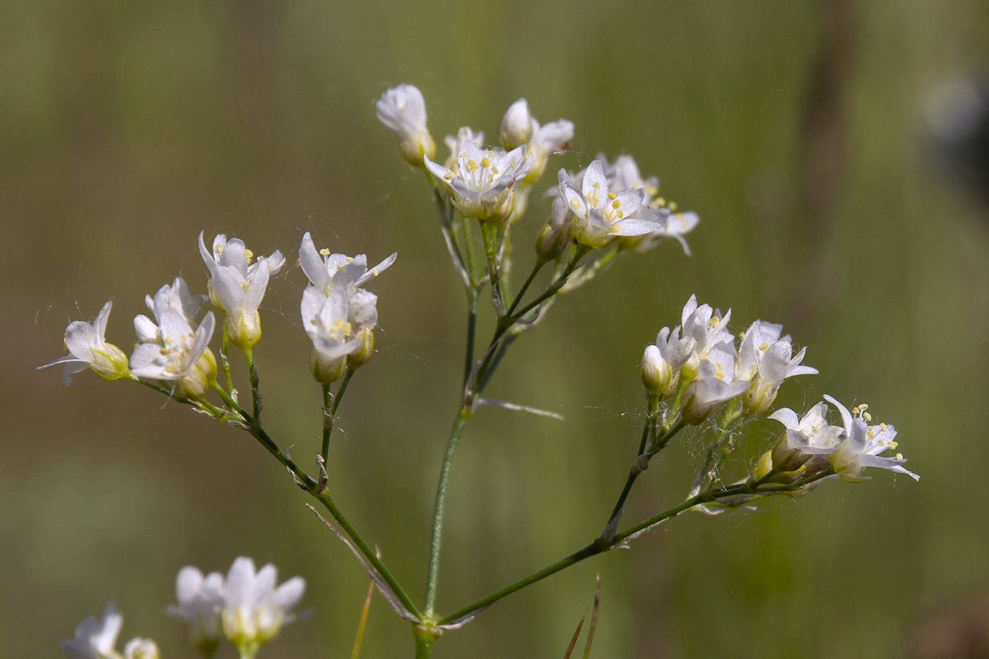 Image of Eremogone longifolia specimen.