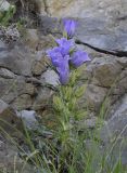 Campanula speciosa