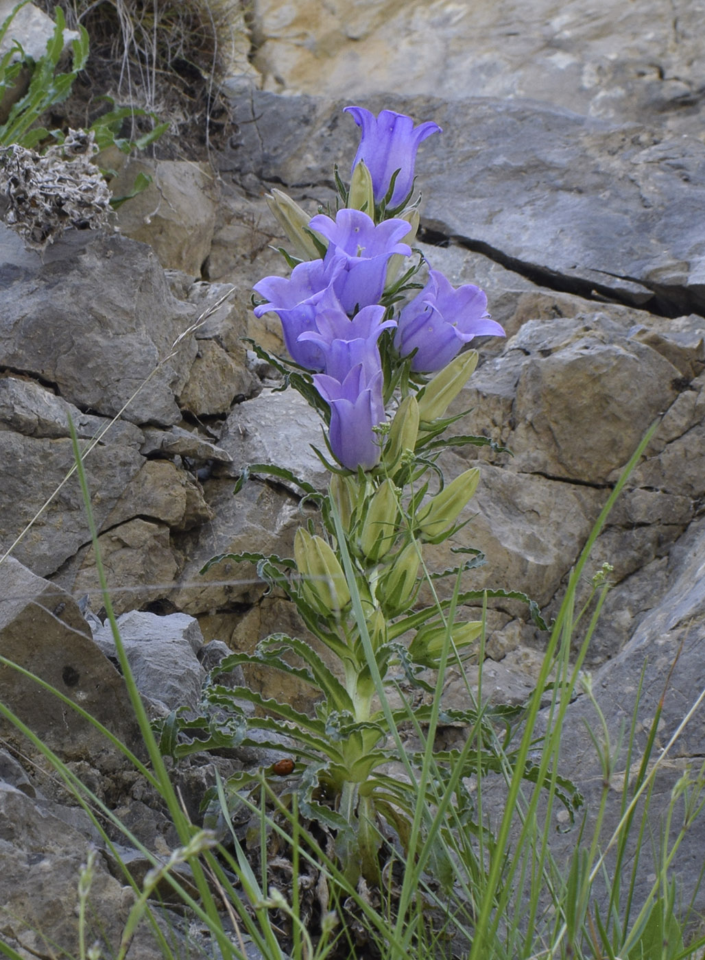 Image of Campanula speciosa specimen.