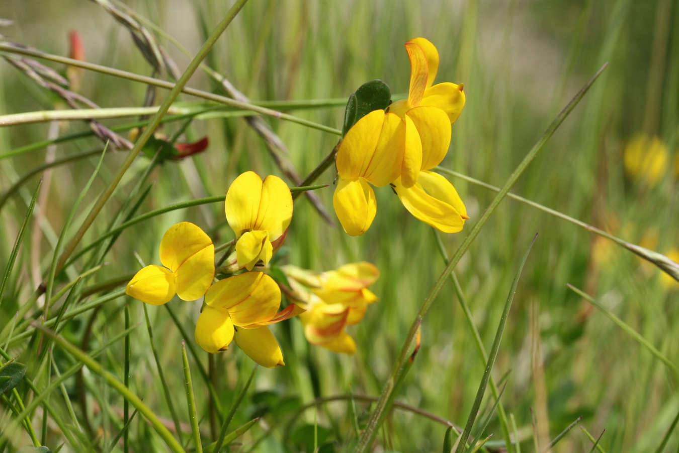 Image of Lotus ruprechtii specimen.