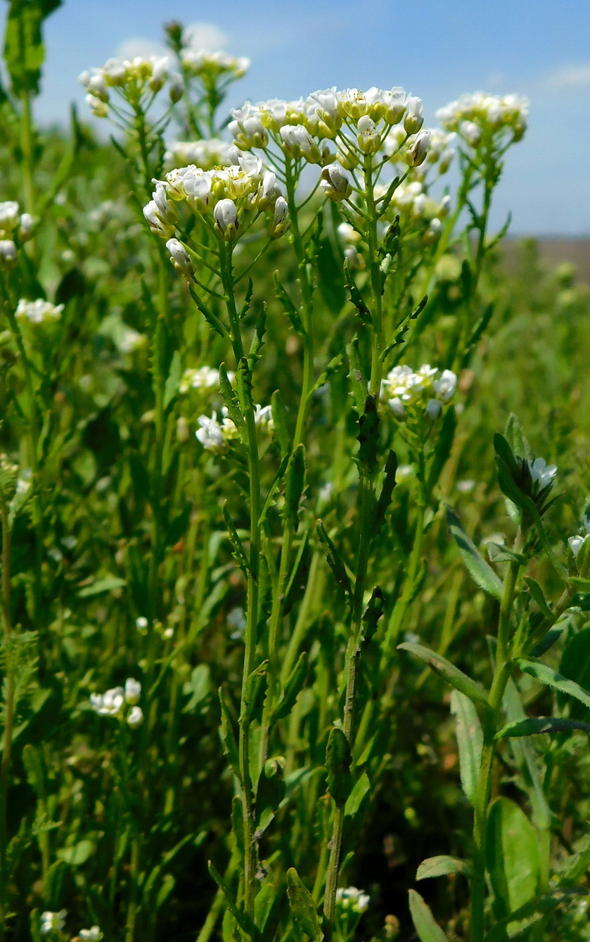 Image of Thlaspi arvense specimen.