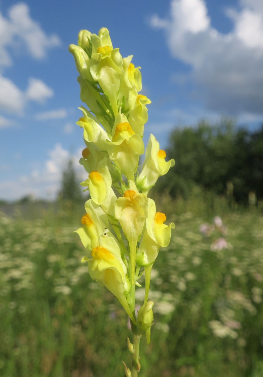 Image of Linaria maeotica specimen.