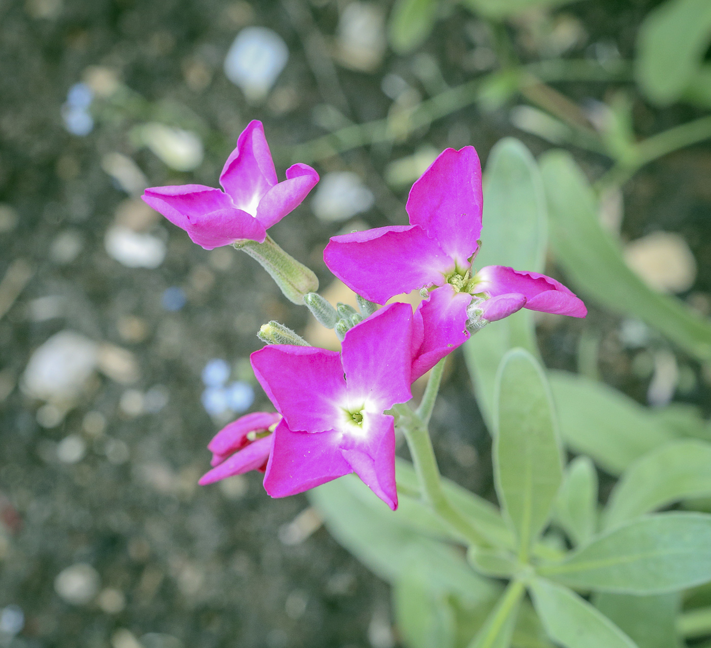 Изображение особи род Matthiola.