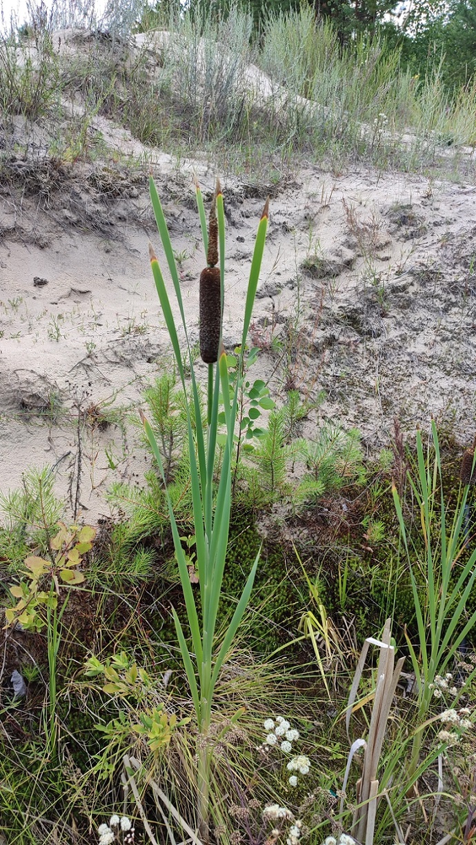 Изображение особи Typha incana.