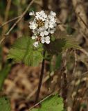 Alliaria petiolata