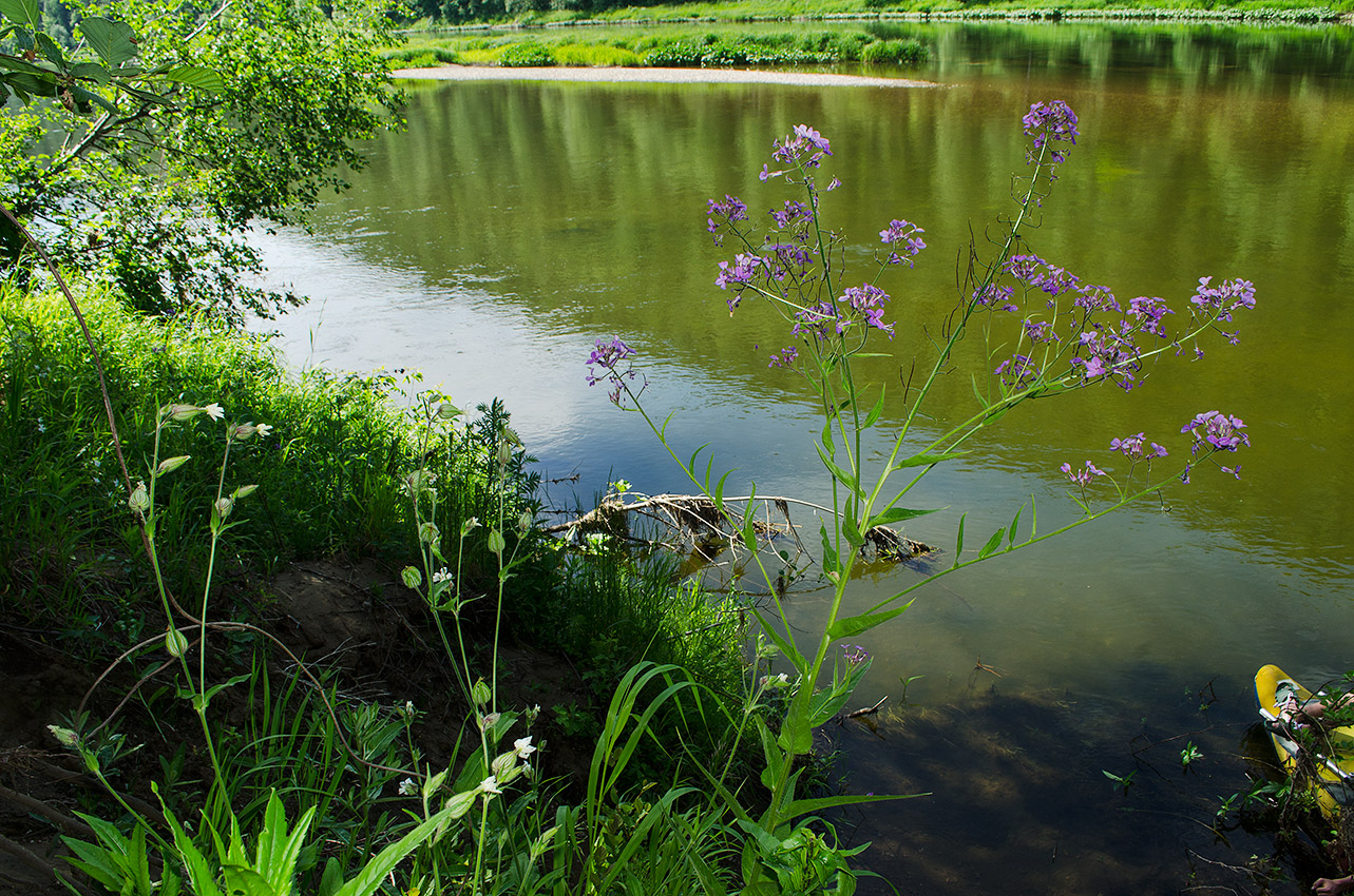 Изображение особи Hesperis sibirica.