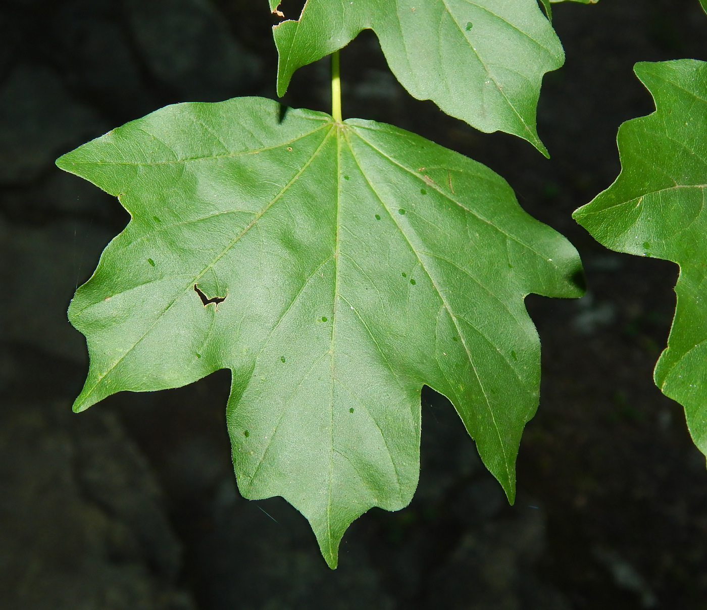 Image of Acer campestre specimen.