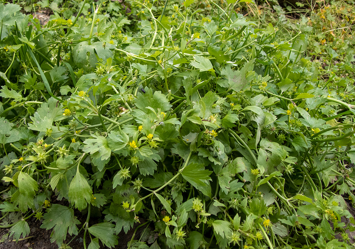 Изображение особи Ranunculus muricatus.