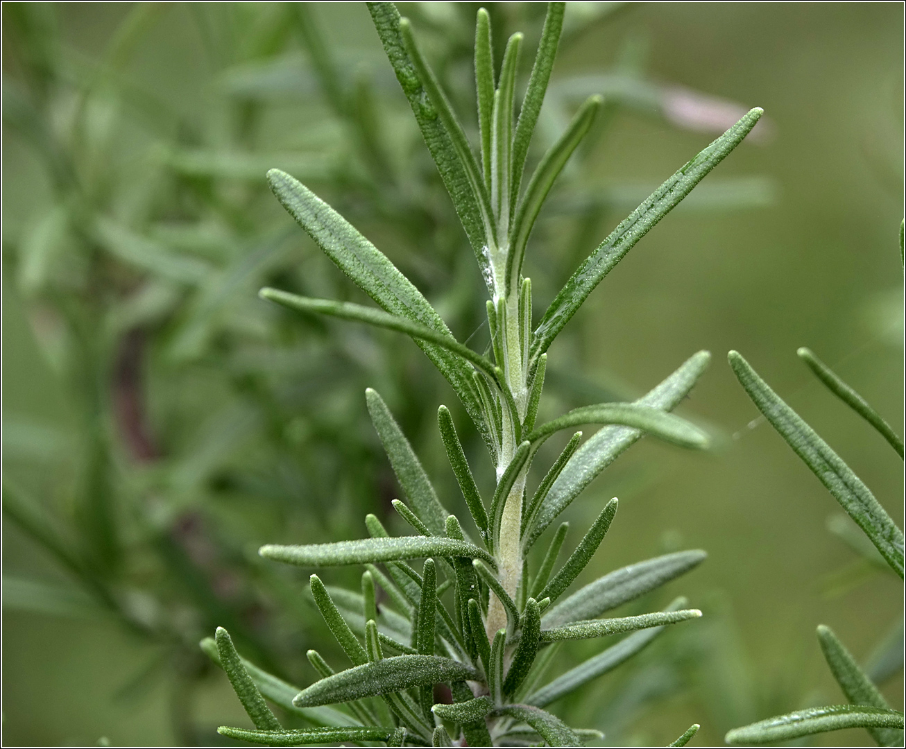 Изображение особи Rosmarinus officinalis.