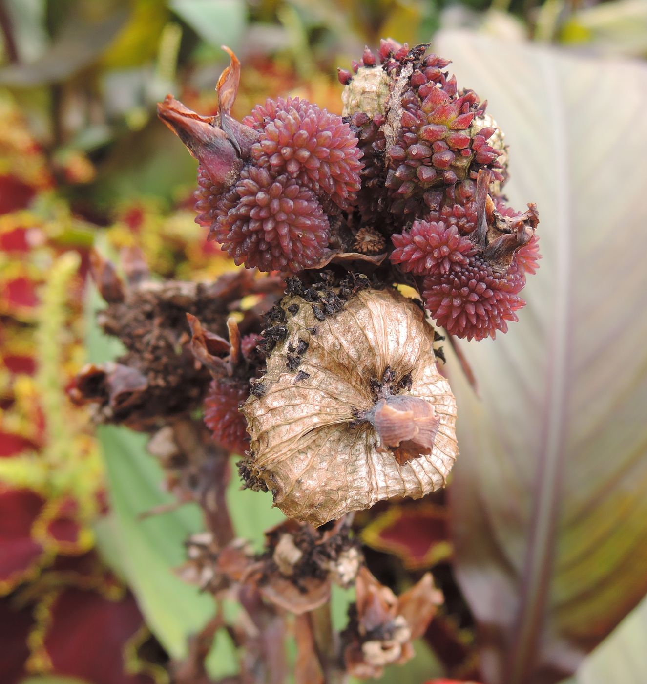 Image of Canna indica specimen.