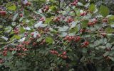 Crataegus submollis. Плоды и листья. Москва, ботанический сад МГУ \"Аптекарский огород\", в культуре. 02.09.2021.