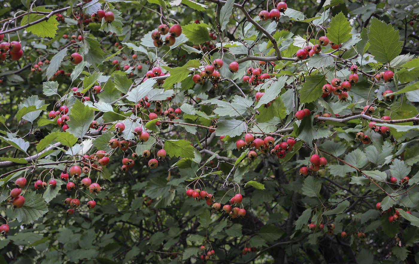 Изображение особи Crataegus submollis.