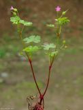 Geranium lucidum