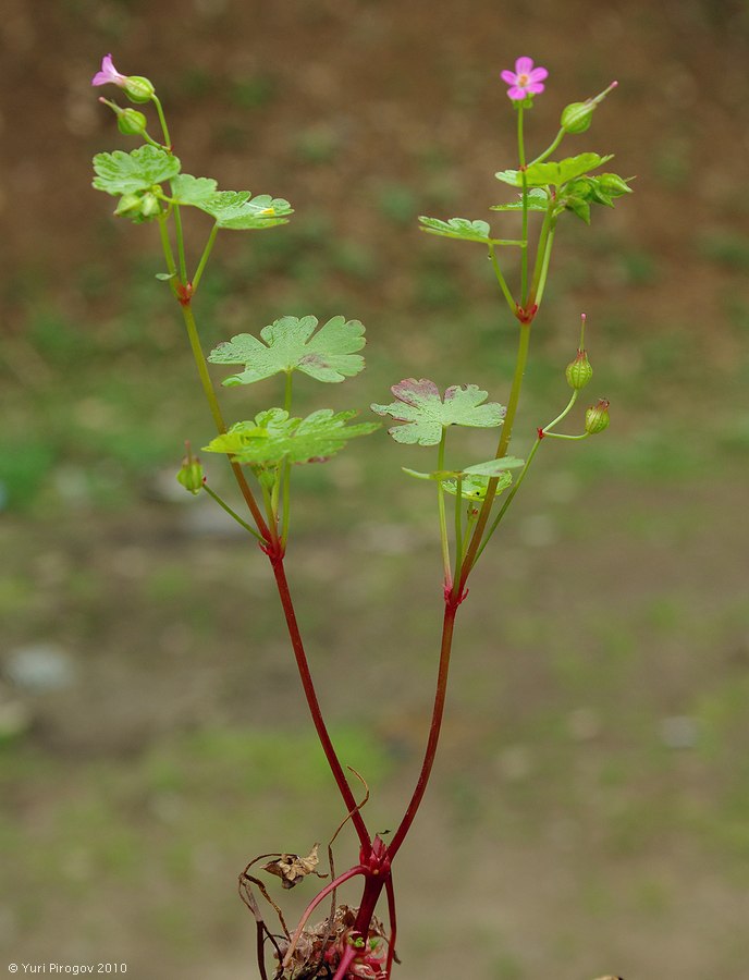 Image of Geranium lucidum specimen.