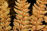 Dryopteris assimilis. Сегменты вайи в осенней окраске с сорусами (вид на абаксиальную поверхность). Мурманская обл., Кольский р-н, 17-й км Серебрянской дороги, окр. оз. Лапоть, дёреновый (с Chamaepericlymenum suecicum) березняк. 20.09.2021.