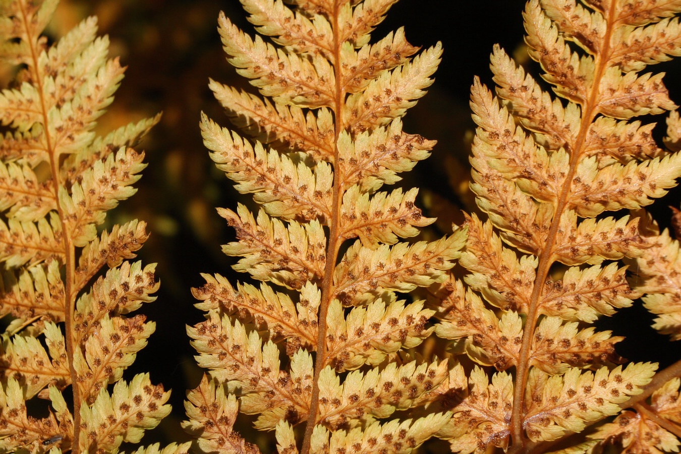 Image of Dryopteris assimilis specimen.