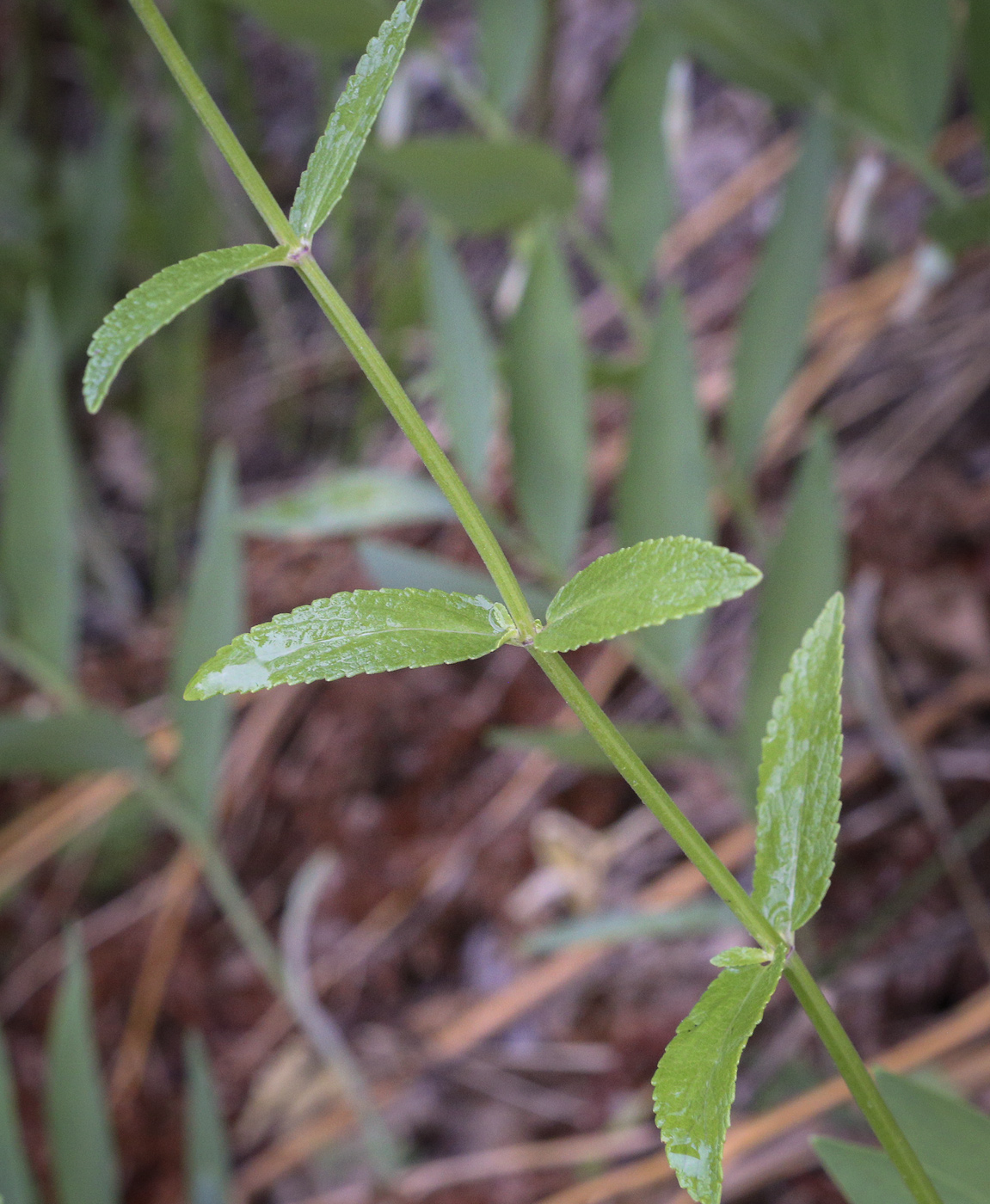 Image of Nepeta nuda specimen.