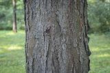 Gleditsia variety laevis