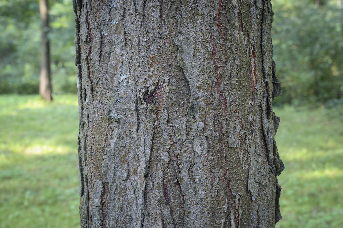 Изображение особи Gleditsia triacanthos var. laevis.