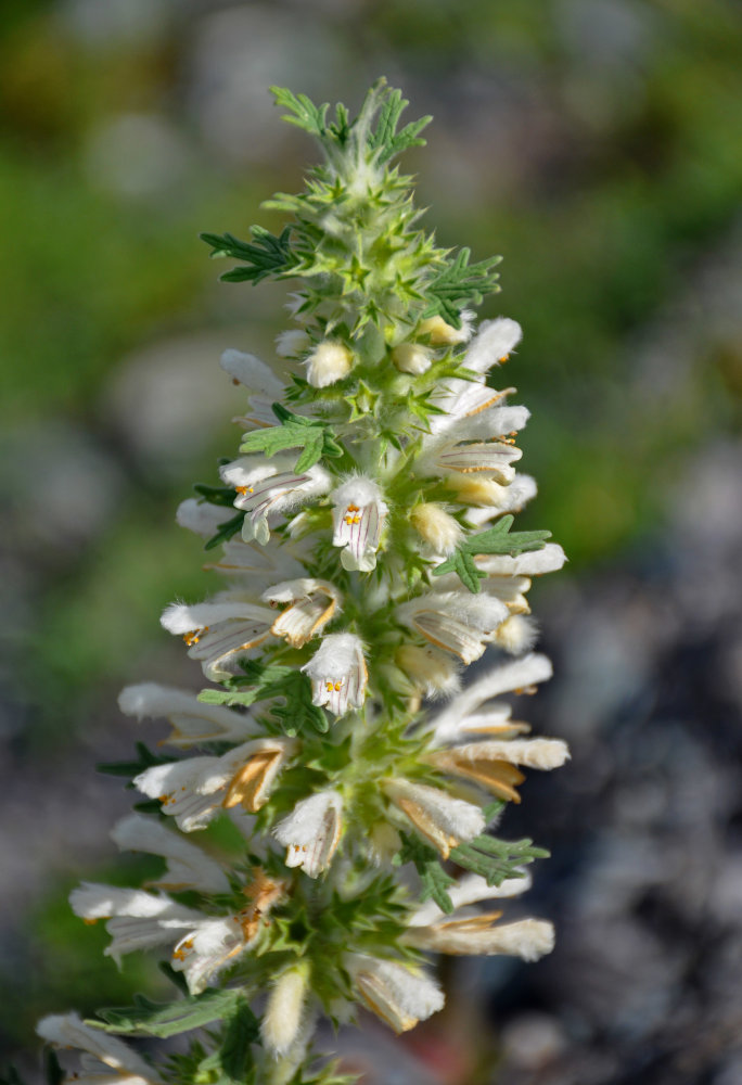 Image of Panzerina lanata specimen.