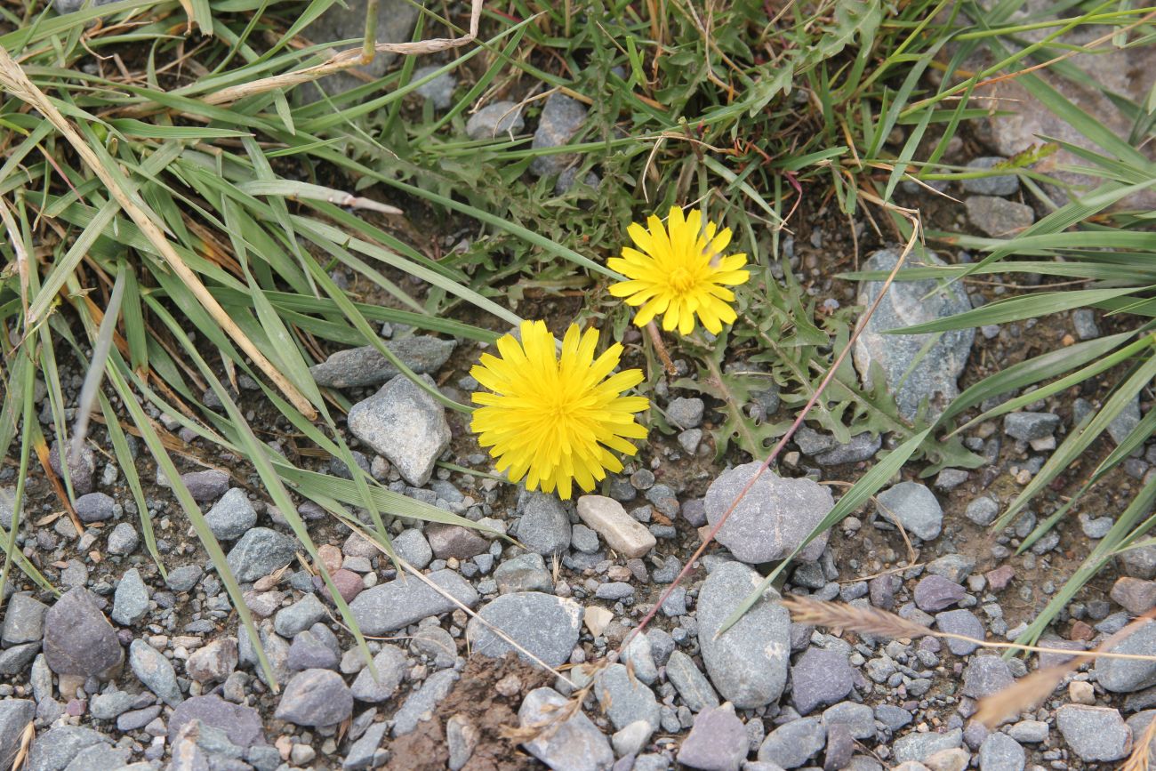 Изображение особи род Taraxacum.