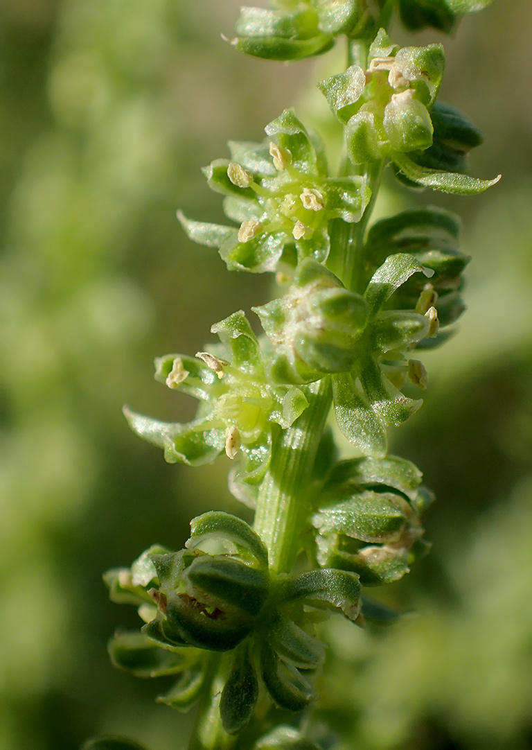 Image of Beta maritima specimen.