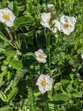 Fragaria viridis. Цветущие растения. Республика Молдова, Единецкий р-н, заповедник \"La Castel\", луг у реки. 10 мая 2021 г.
