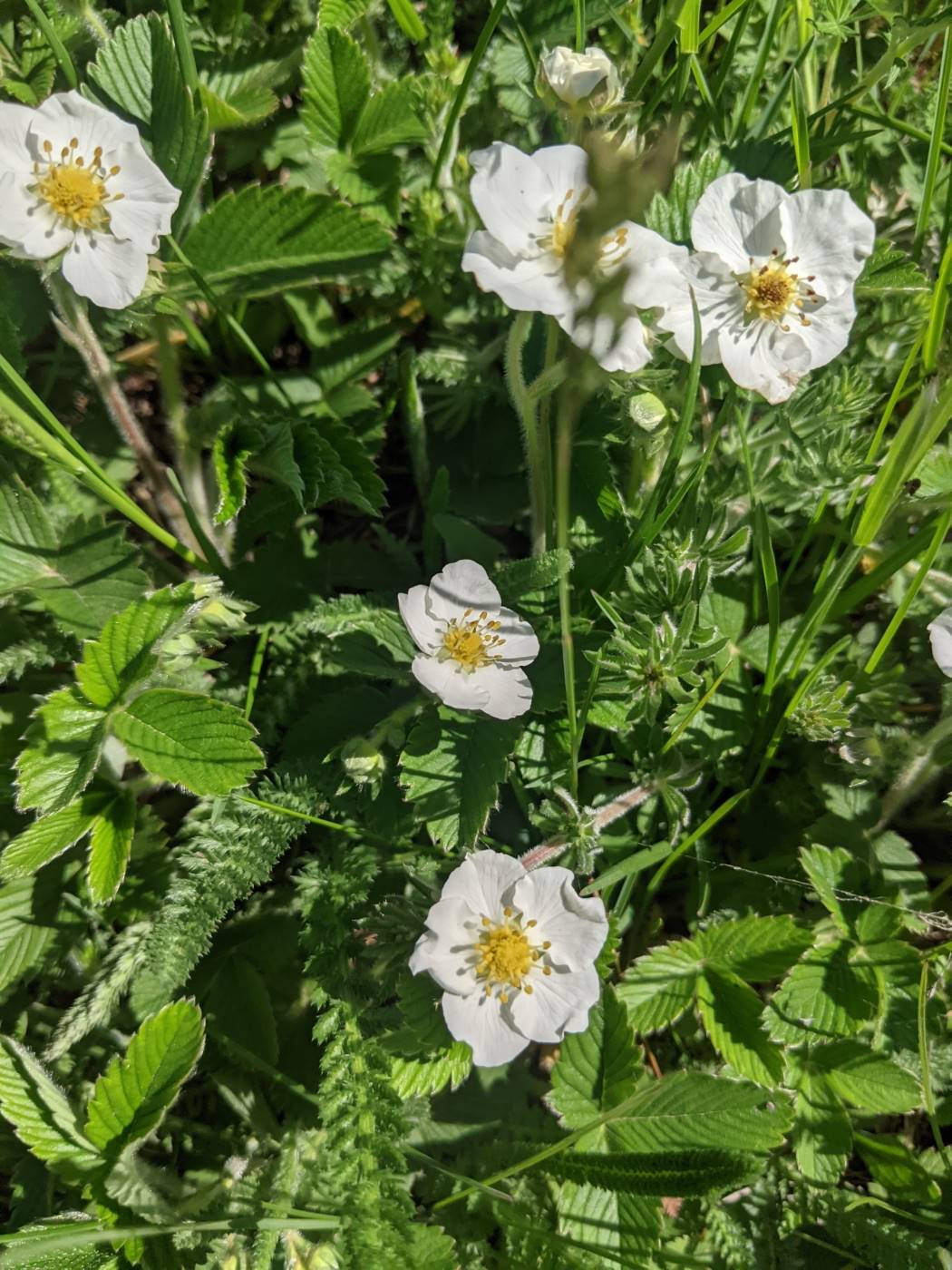 Изображение особи Fragaria viridis.