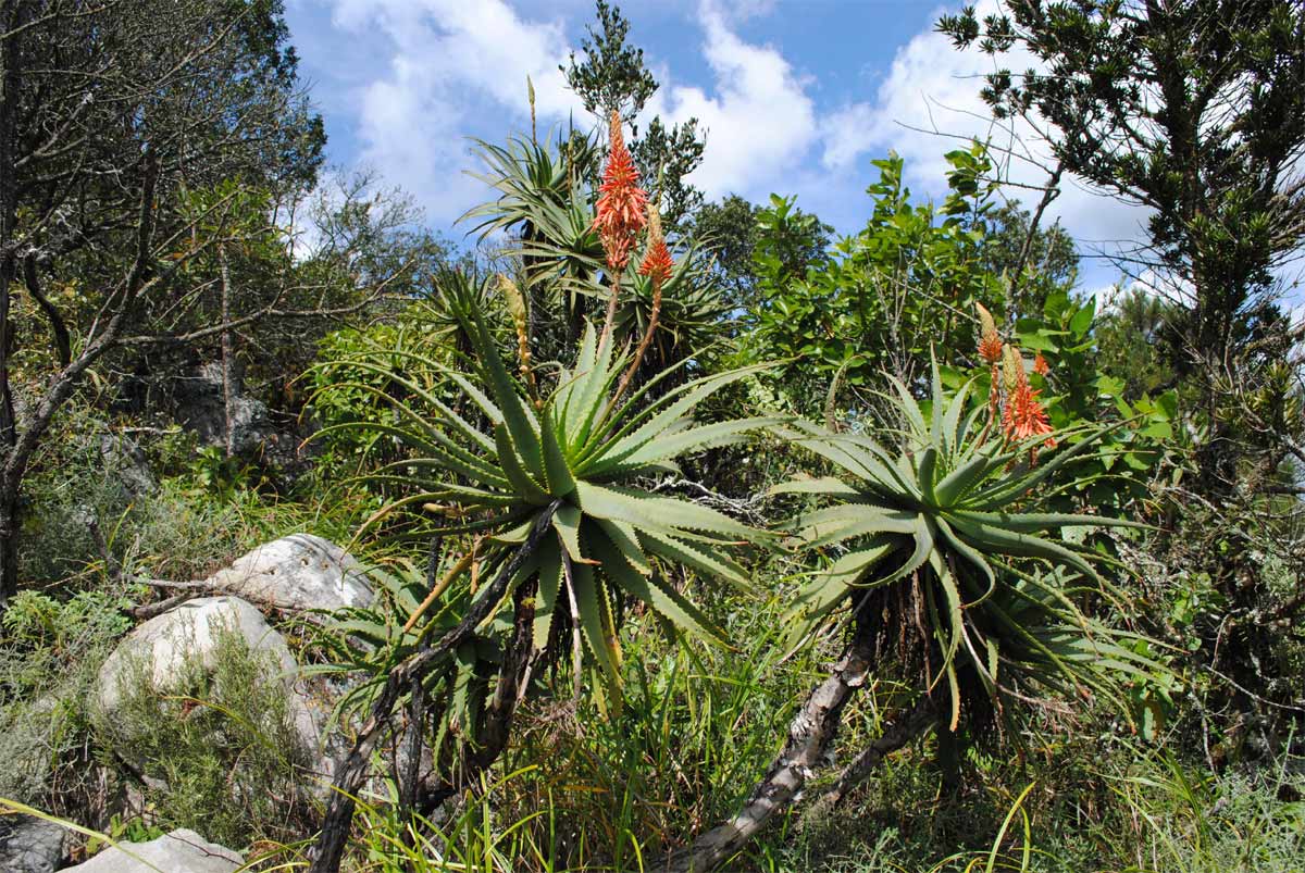 Image of Aloe arborescens specimen.