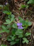 Viola rupestris