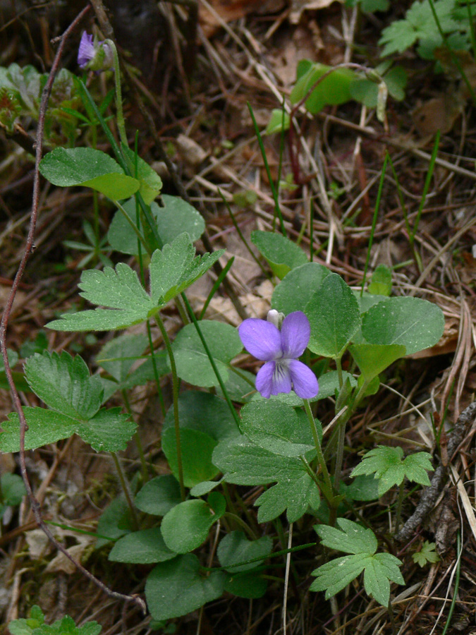 Image of Viola rupestris specimen.