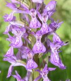 Dactylorhiza umbrosa. Часть соцветия с жуком. Узбекистан, Кашкадарьинская обл., Китабский р-н, Китабский государственный геологический заповедник, высота около 1300 м н.у.м., глинистый склон. 08.05.2022.