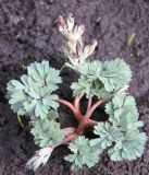 род Corydalis