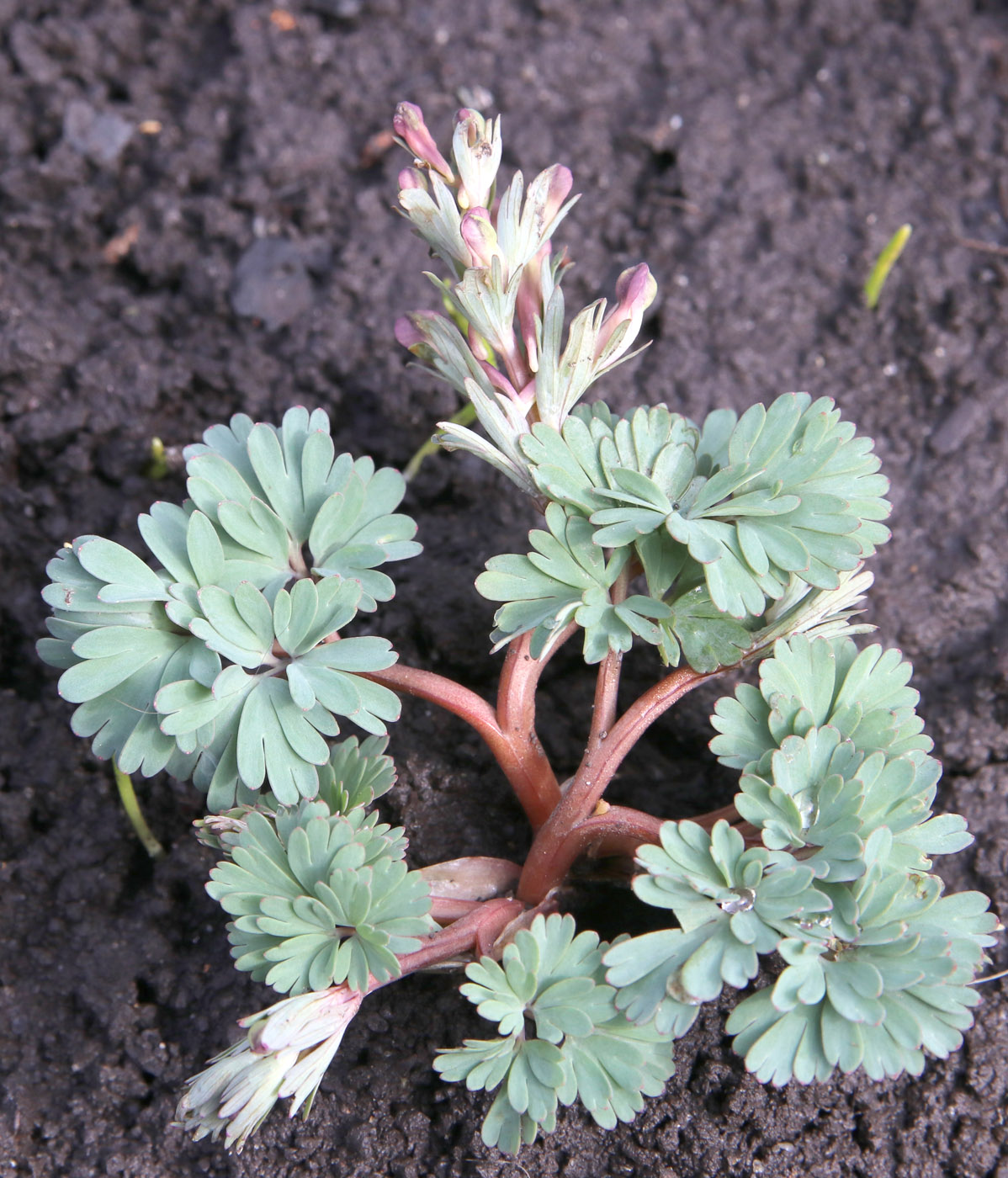 Изображение особи род Corydalis.