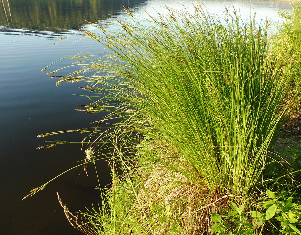 Изображение особи Carex aquatilis.