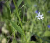 Stellaria graminea