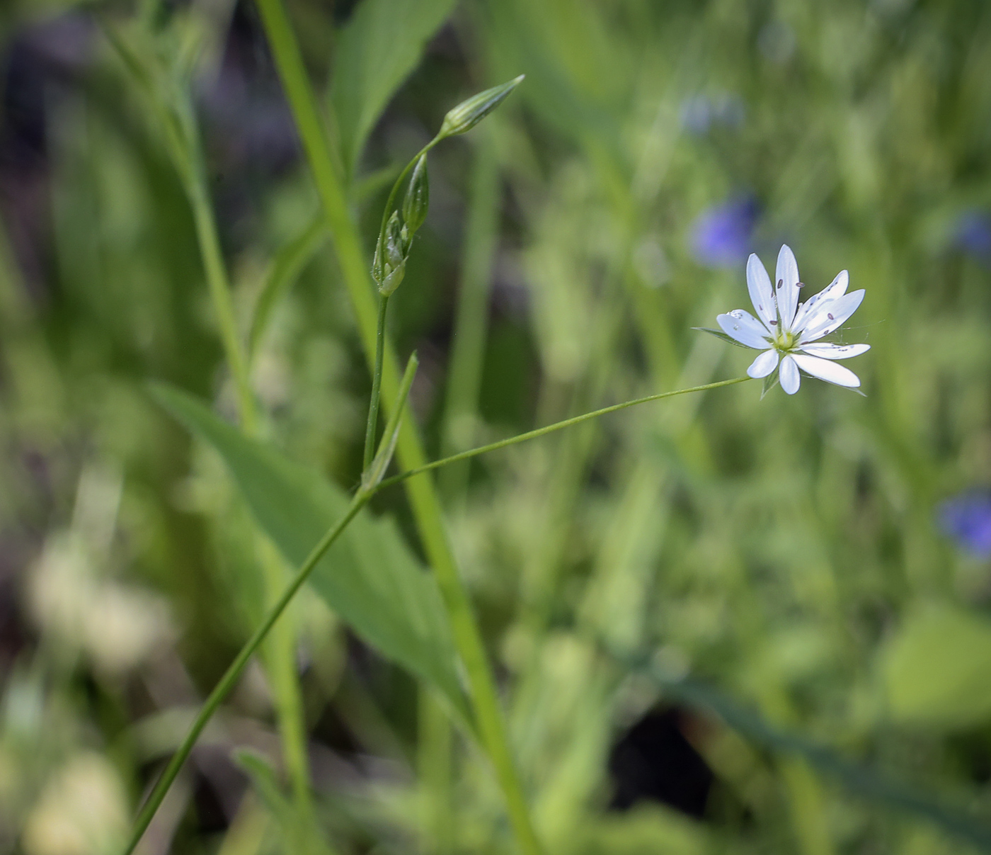 Image of Stellaria graminea specimen.