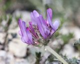 Astragalus onobrychioides