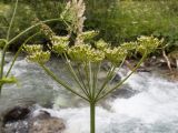 Heracleum ponticum. Соплодие с незрелыми плодами. Карачаево-Черкесия, Урупский р-н, Кавказский биосферный заповедник, Имеретинское ущелье, ≈ 1900 м н.у.м., правый берег р. Имеретинка (в среднем течении). 26.07.2022.