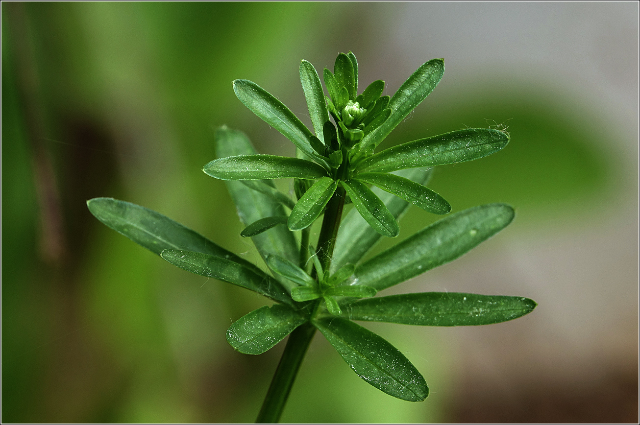 Изображение особи Galium mollugo.