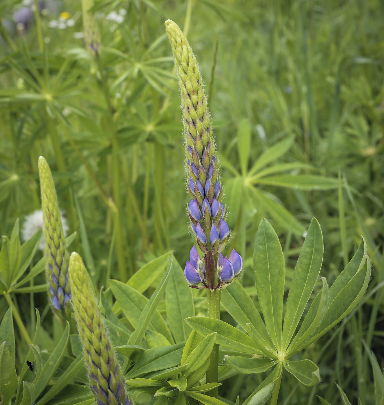 Image of Lupinus polyphyllus specimen.