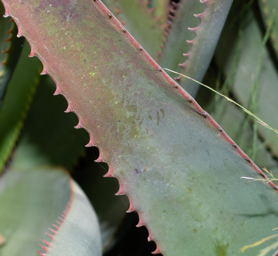 Изображение особи Aloe lutescens.