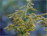 Solidago canadensis