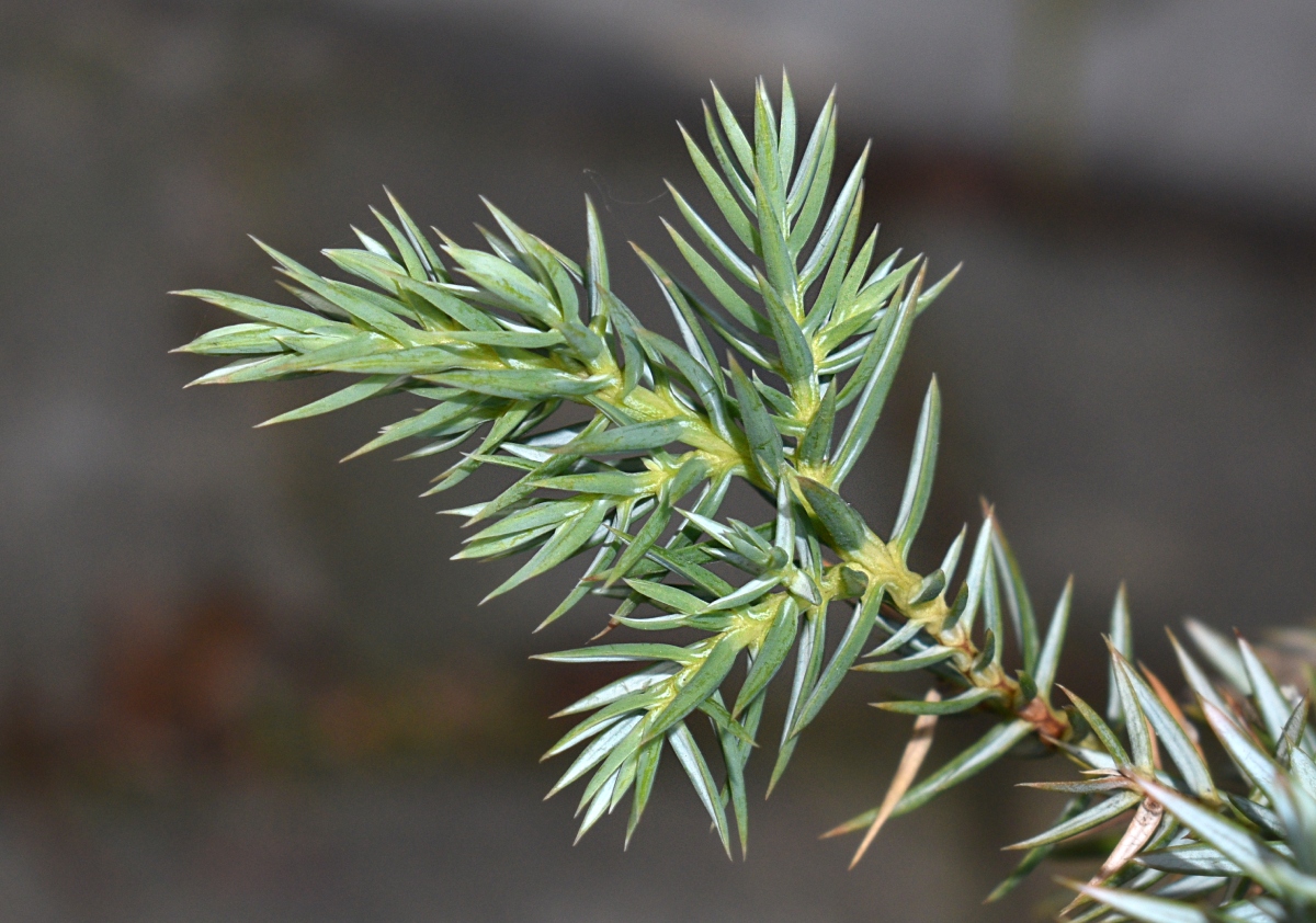 Image of genus Juniperus specimen.