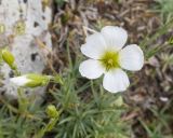 Minuartia circassica