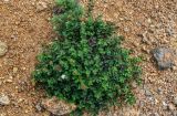 Spiraea beauverdiana. Отцветающее и плодоносящее растение. Курильские о-ва, о-в Кунашир, кальдера вулкана Головнина, берег оз. Горячее, осыпающийся каменистый склон. 20.08.2022.