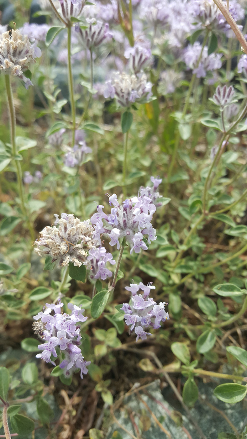 Изображение особи Ziziphora pamiroalaica.