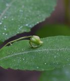 Impatiens noli-tangere