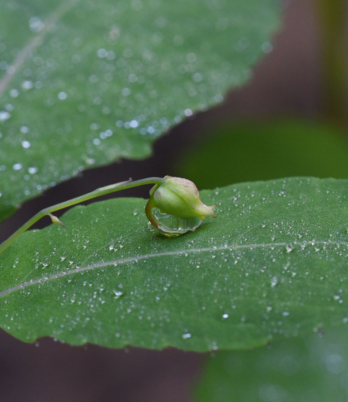 Image of Impatiens noli-tangere specimen.