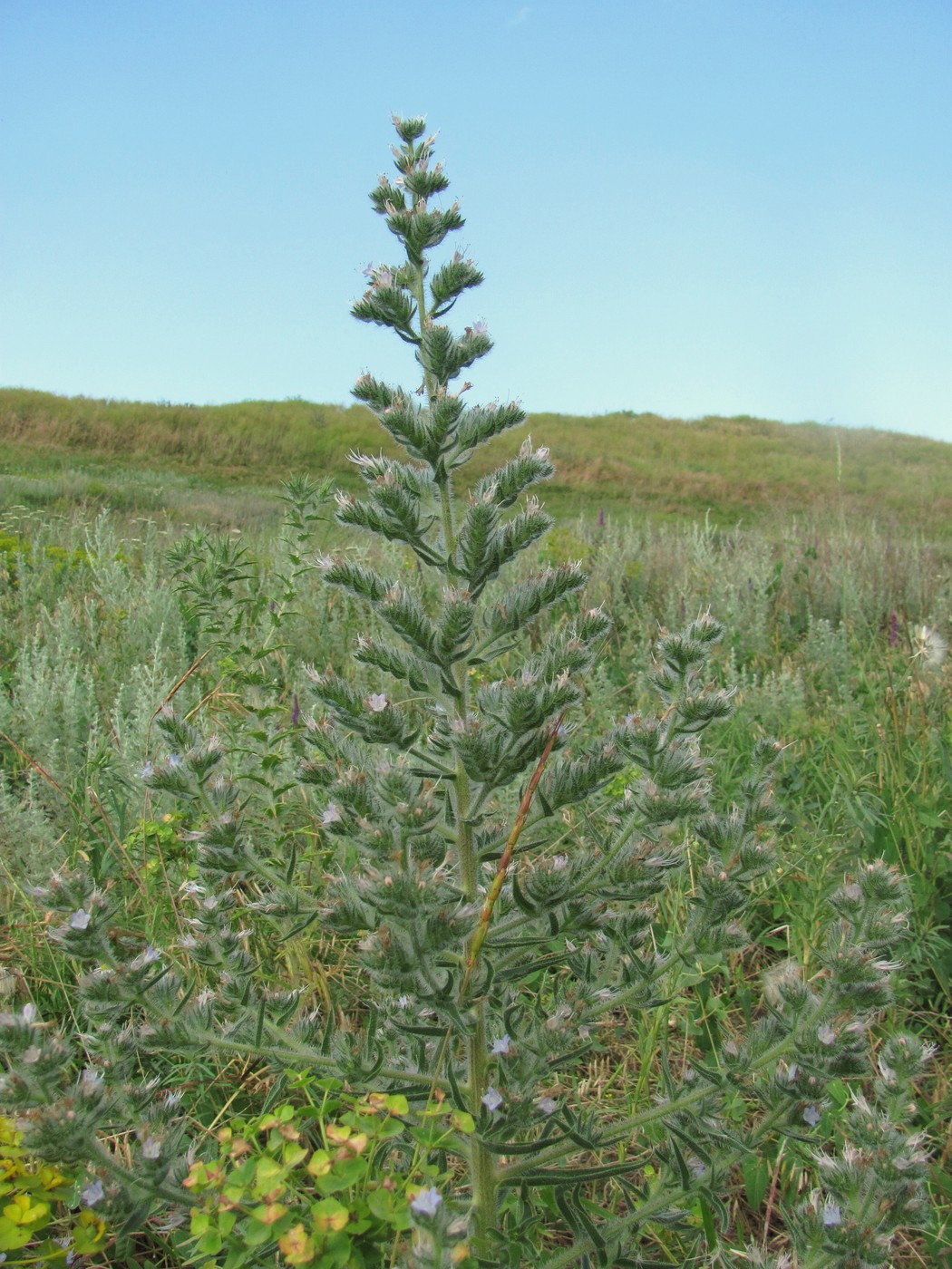 Image of Echium biebersteinii specimen.